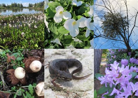 Biologiska mångfaldens dag Visning Bergianska trädgården