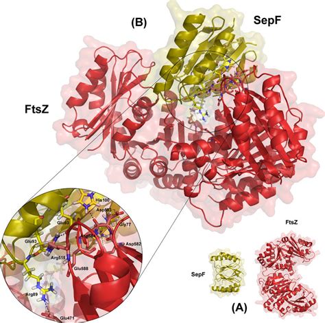 Protein Protein Docking Of FstZ And SepF A The Proteins Structures