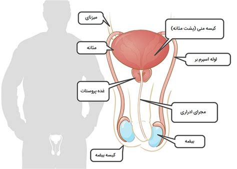 تولید مثل چیست ؟ — به زبان ساده تعریف، اهداف و انواع فرادرس مجله‌