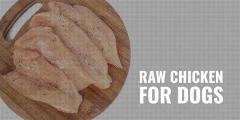 Raw Chicken for Dogs – Risks, Nutritional Benefits & Recipes