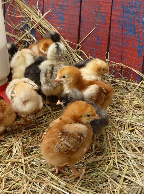 Chicken Chicks Chick Baby Chicks Easter Chicken Spring Farm Barn