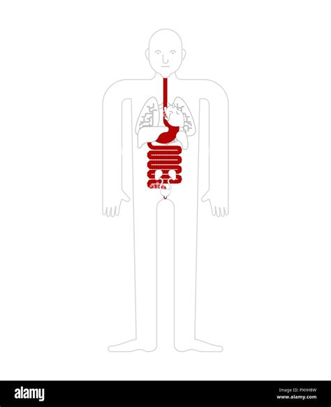 Stomach And Esophagus And Rectum Human Anatomy Gastrointestinal Tract