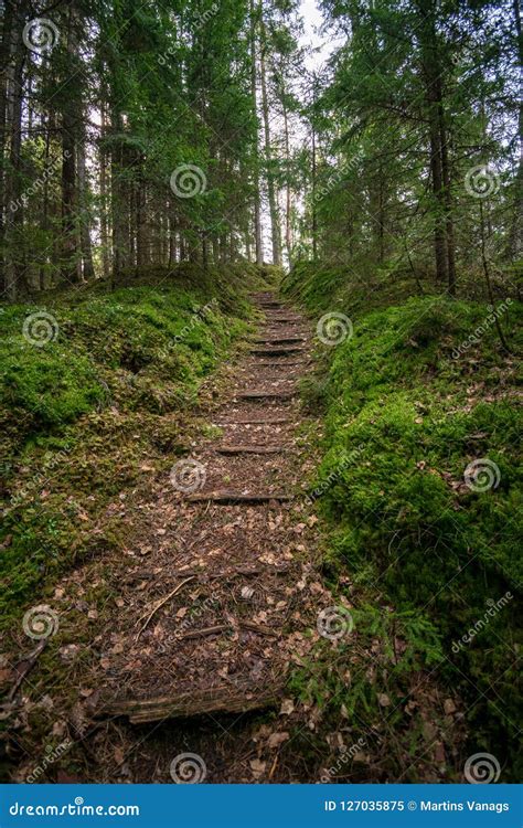 Old Road in Forest in Springtime Stock Image - Image of park, season ...