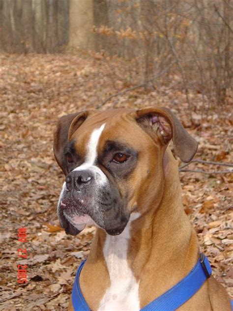 Adopt A Boxer Rescue