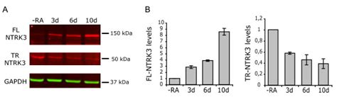 Characterization Of The Expression Of Ntrk In Ra Differentiated