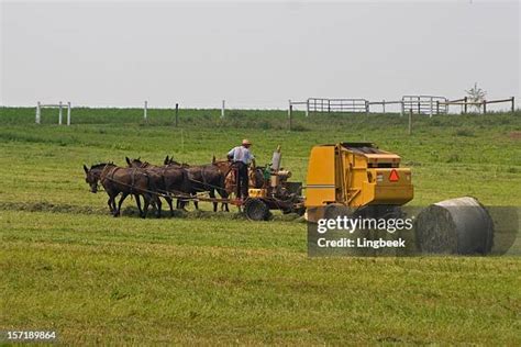 47 Old Order Amish Stock Photos, High-Res Pictures, and Images - Getty ...