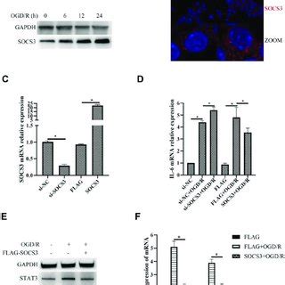 SOCS3 Suppresses OGD R Induced STAT3 Activation And Inflammatory Factor