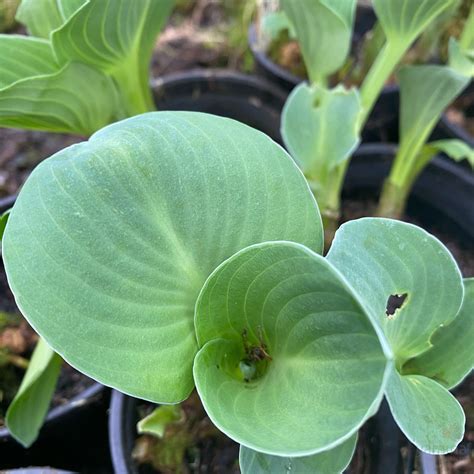Hosta hybrida Mouse Ears
