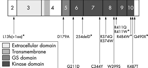 molecular  functional analysis identifies alk    predominant