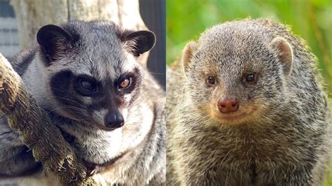 Empat Perbedaan Musang Garangan Luwak Awas Tertukar Pintarpet