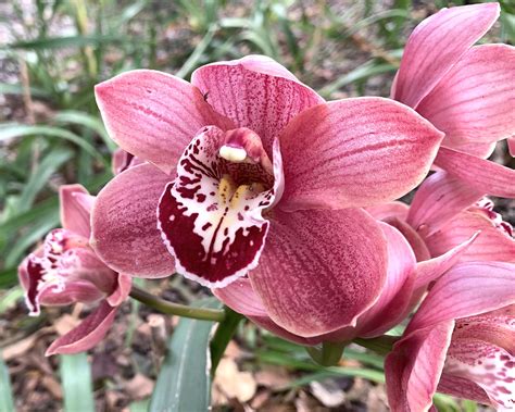 Plant Cymbidium Hybrids Gardensonline