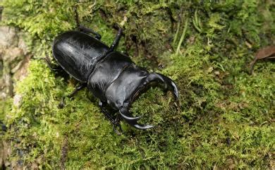 dorcus hopei formosanus miwa