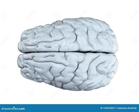 Un cerebro blanco stock de ilustración Ilustración de cerebros 149522829