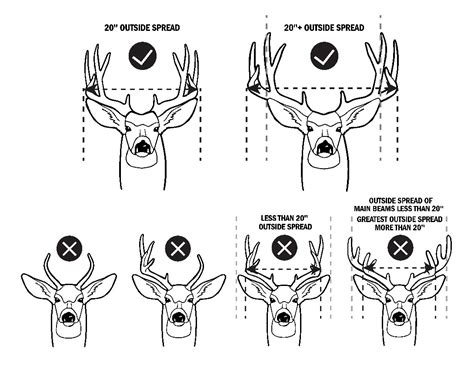 Whitetail Deer Aging Chart