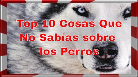 Top Cosas Que No Sab As Sobre Los Perros Youtube