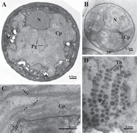 Transmission Electron Micrographs Of 2015kgs 007a A Vegetative Cell