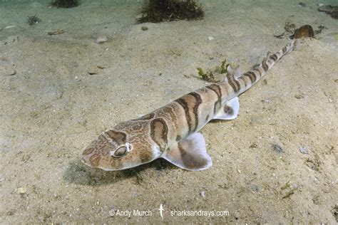 Tiger Catshark Halaelurus Natalensis