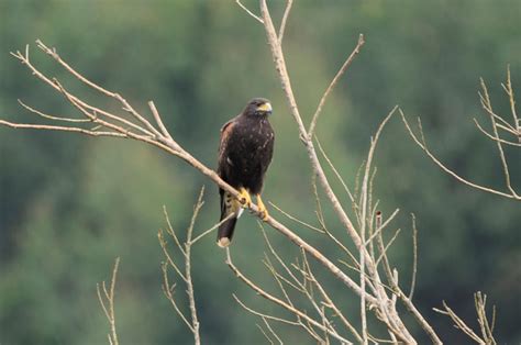 Foto gavião asa de telha Parabuteo unicinctus Por Jose A Miranda