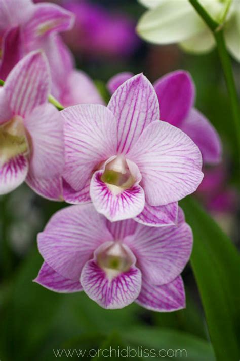 24 Beautiful Dendrobium Orchids That Are Easy To Grow At Home