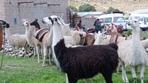 Puno Poblado Ayrumas Carumas Ofrece Experiencia De Turismo Comunitario