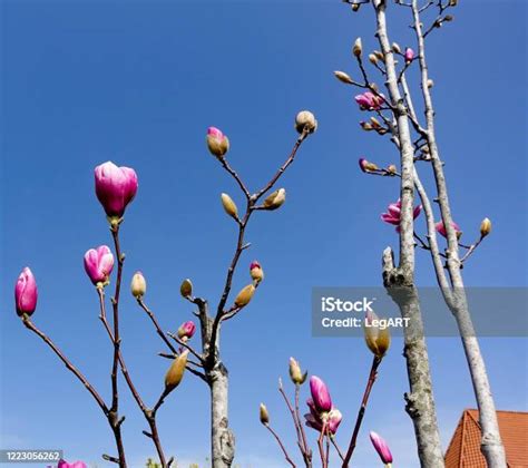 푸른 하늘 배경과 아름다운 피는 벚꽃 가지 무성한 흰색 벚꽃 과 핑크 꽃 봉오리 클로즈업 벚꽃이 만발합니다 봄 시즌 배경입니다 0명에 대한 스톡 사진 및 기타 이미지