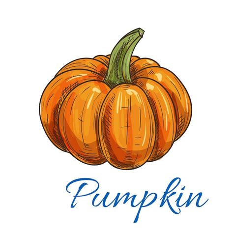 Premium Vector Orange Autumn Pumpkin Vegetable Sketch