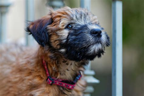 Brown and Black German Shepherd Puppy Sitting on Gray Textile · Free ...