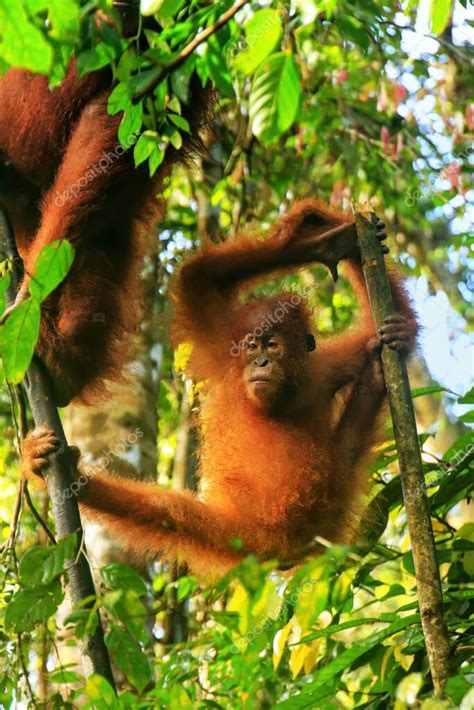 Joven Orangután De Sumatra Pongo Abelii Sentado En árboles En El