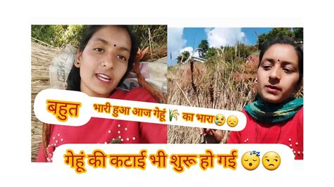 आज से गेहूं 🌾 की कटाई भी सुरु हो गयी 😔भारी हो गया गेहूं का भारा 😴😴phadi Lifestyle Nehoo Vlogs