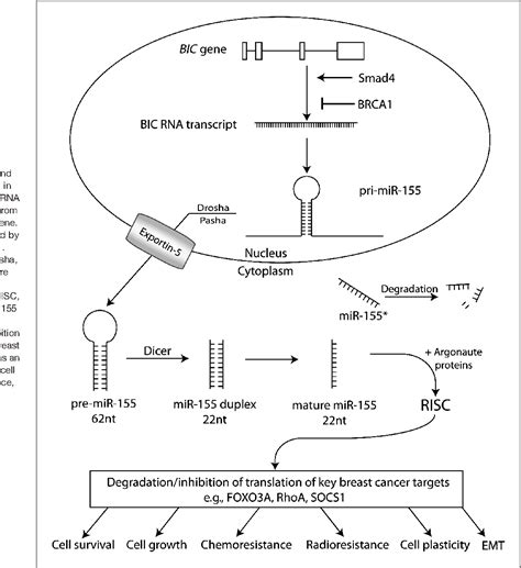 Figure 1 From The Oncogenic Role Of Mir 155 In Breast Cancer Semantic