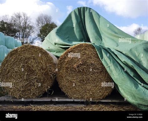 Stacked Silage Hay Bales Stock Photo Alamy