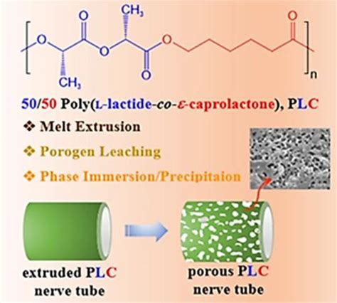 Microstructure Thermal And Rheological Properties Of Poly L Lactide Co