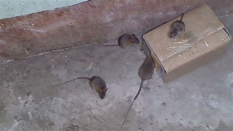 Diy Simple Rat Trap From Cardboard How To Make A Easy Mouse Rat Trap