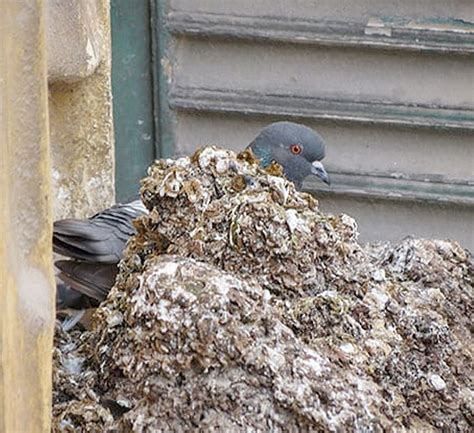 Control De Plagas De Aves En Monterrey Fumigar M