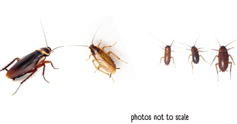 12 Examples Of Brown Bugs In A House An Identification Guide