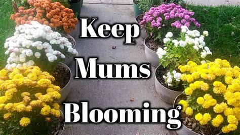 many potted flowers with the words keep mums blooming