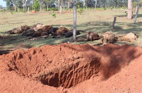 Pitbulls invadem sítio matam 16 carneiros e deixam prejuízo de R 10