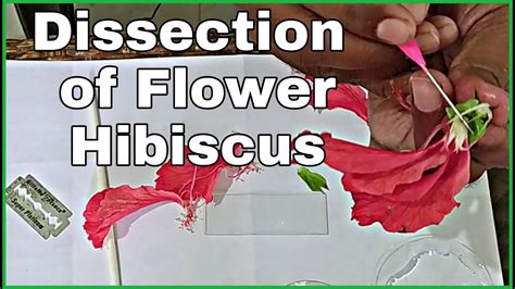 Dissection Of Hibiscus Flower And T S Of Ovary Practical Youtube