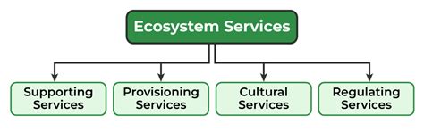 Ecosystem Services - Meaning, Types, Importance, and Examples ...