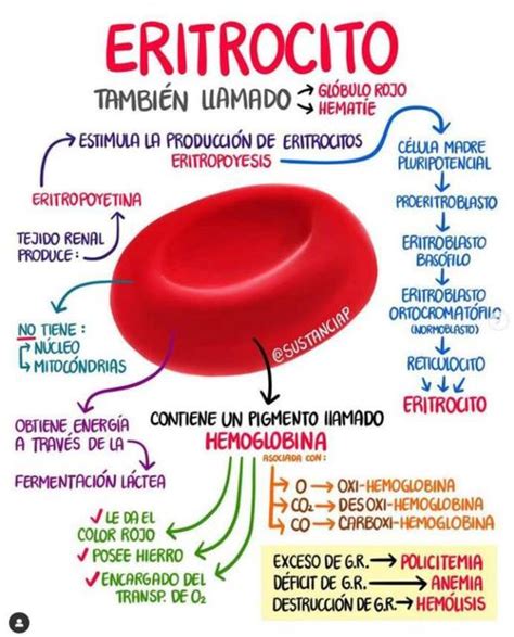 Eritrocitos Yudoc Org Udocz