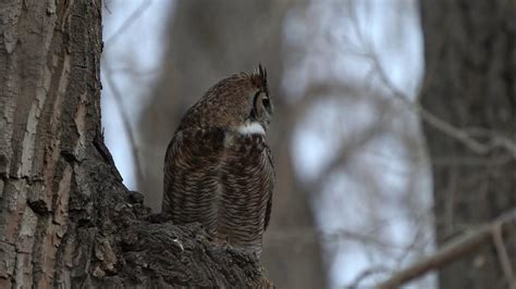 Great Horned Owl Hooting Youtube