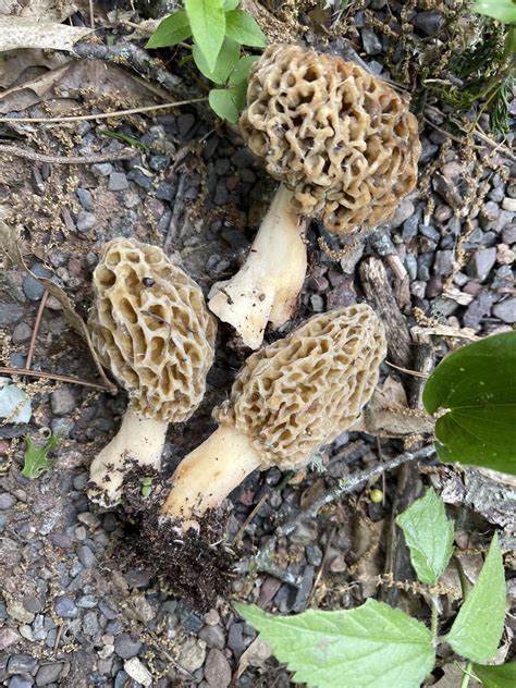 Morel Mushroom Sightings - Maps - The Great Morel