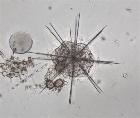 Marine Plankton Under the Microscope - The Micro-Naturalist