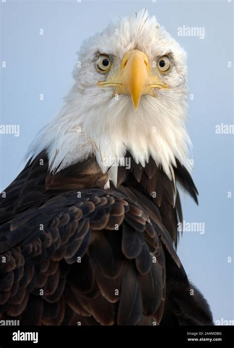 Bald Eagle, Alaska Stock Photo - Alamy