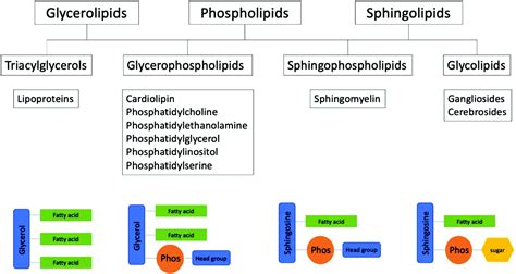 Sphingophospholipid Structure