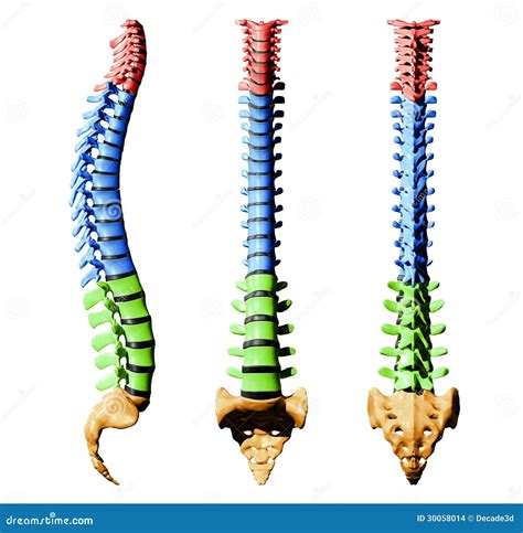 Spine Vertebrae Lateral View Side View Stock Photo CartoonDealer