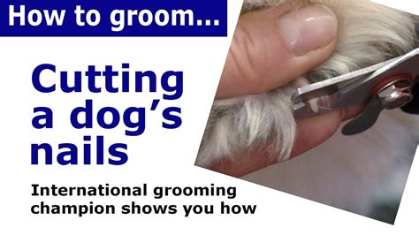 How To Cut Dog Nails Dog Grooming Demonstration Youtube