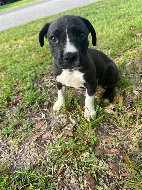 Blue needs a home Mobile Alabama : r/alabamadogs