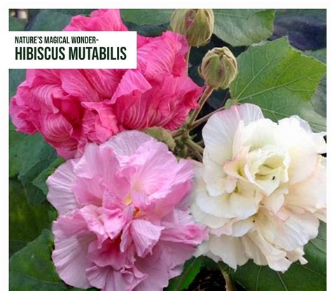 Hibiscus Mutabiliscotton Rose Flowering Plants Exotic Flora