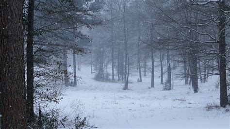 Aerial View Of Forest With Snow Free Stock Video Footage, Royalty-Free ...